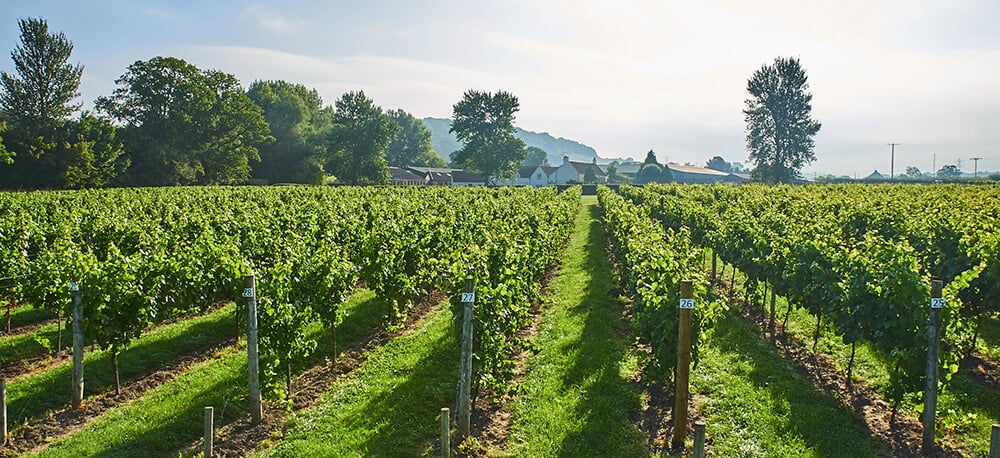Vineyards and Wine Tasting: Aldwick Court Farm